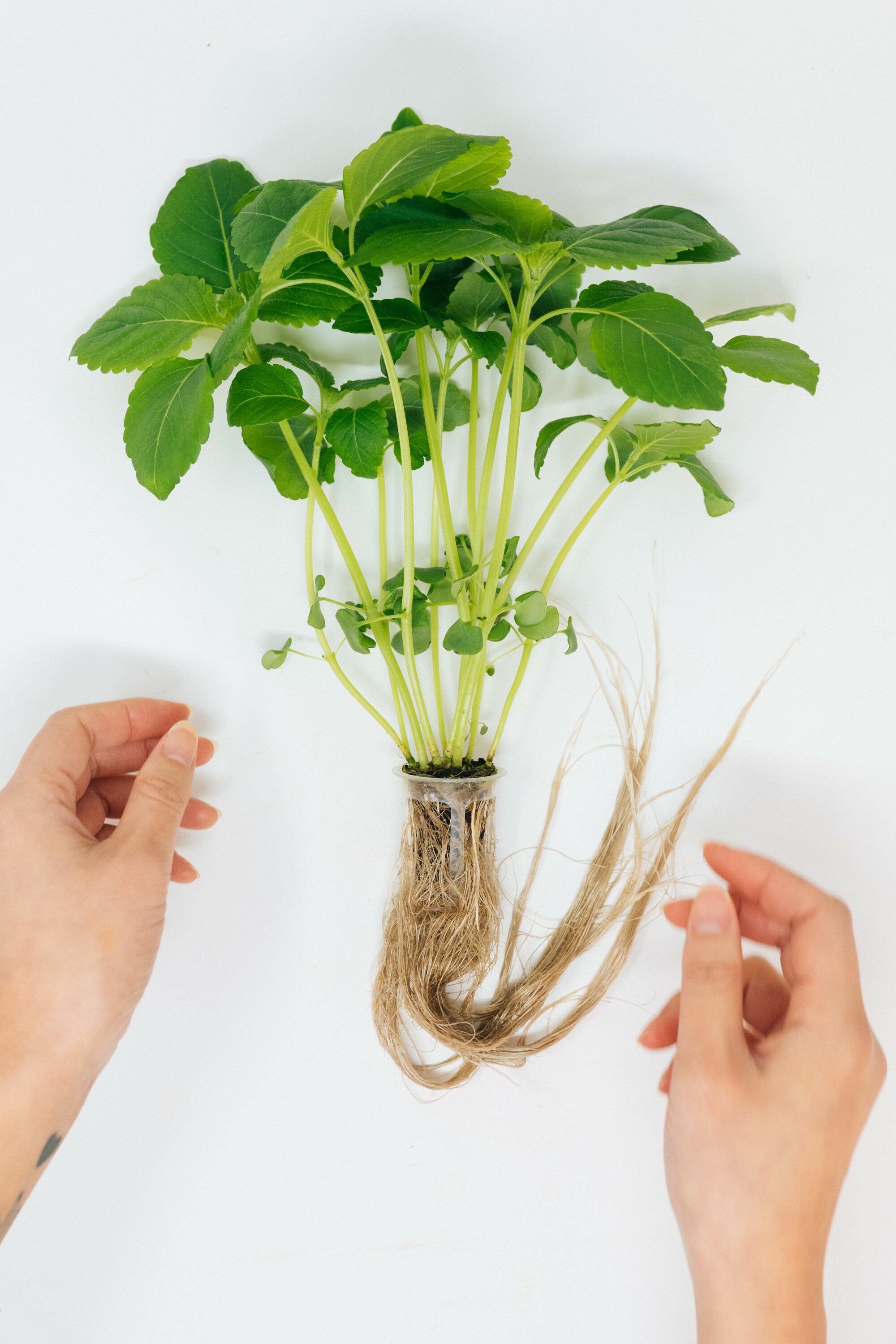 Stevia